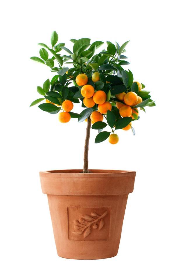 Апартаменти Orange Tree Garden Трогір Екстер'єр фото